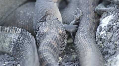 snake eating baby marine iguana