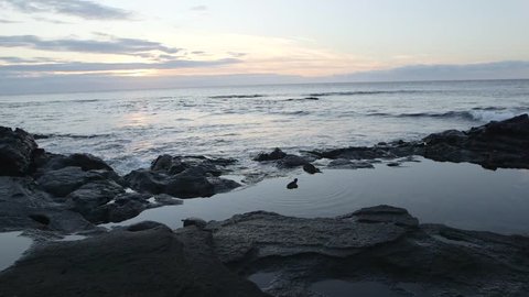 marine iguanas feeding in tide pool at sunset