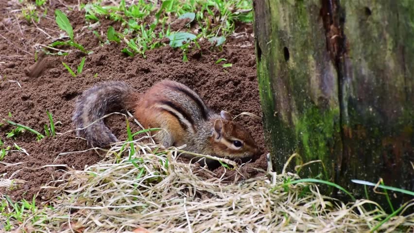 Chipmunk Burrow Stock Video Footage - 4K and HD Video Clips | Shutterstock