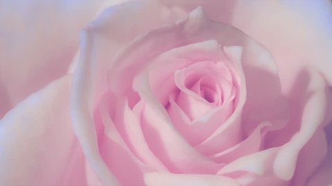 Timelapse,Close up of opening pink rose, blooming pink roses, beautiful animation,
FULL HD