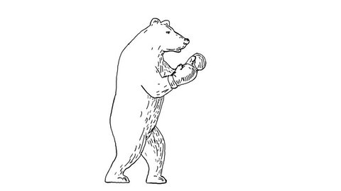 2d Animation motion graphics showing a  grizzly bear boxing, punching and jabbing side view on white screen with alpha matte in  HD high definition.