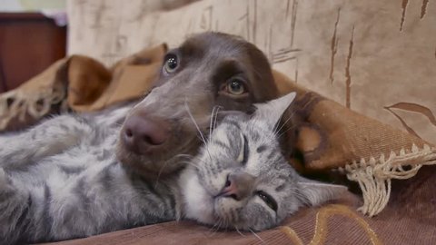 cat and a dog are sleeping together funny video. cat and dog friendship indoors. friendship pets cat dog playing