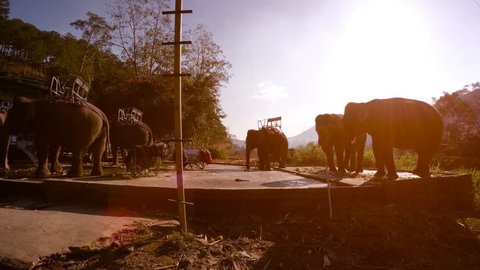 Six mature. domestic elephants being washed and outfitted with passenger platforms at an adventure tourism business near Da Lat. Vietnam. 4k Ultra HD video