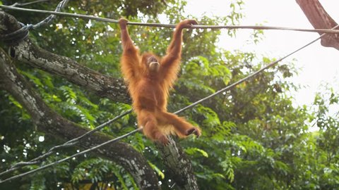 Cute orangutan. with its typical red hair. swinging hand over hand across a thick vine. 4k video