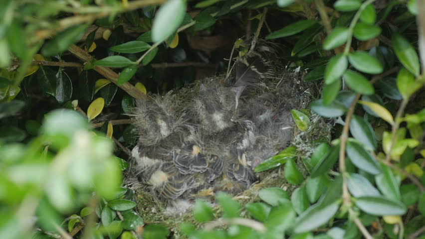 Close up of Chaffinch younglings on a nest