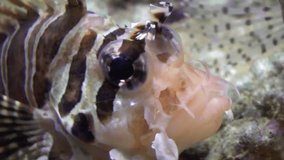 Lionfish underwater footage