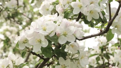 Flowering apple close-up. Flowers are shaking in the wind. Fresh spring background