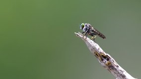robber fly is flying away from the plant tip