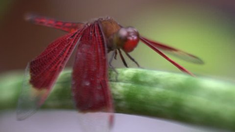 Movement of a red dragon fly close up shot macro, tropical insect, bali indonesia