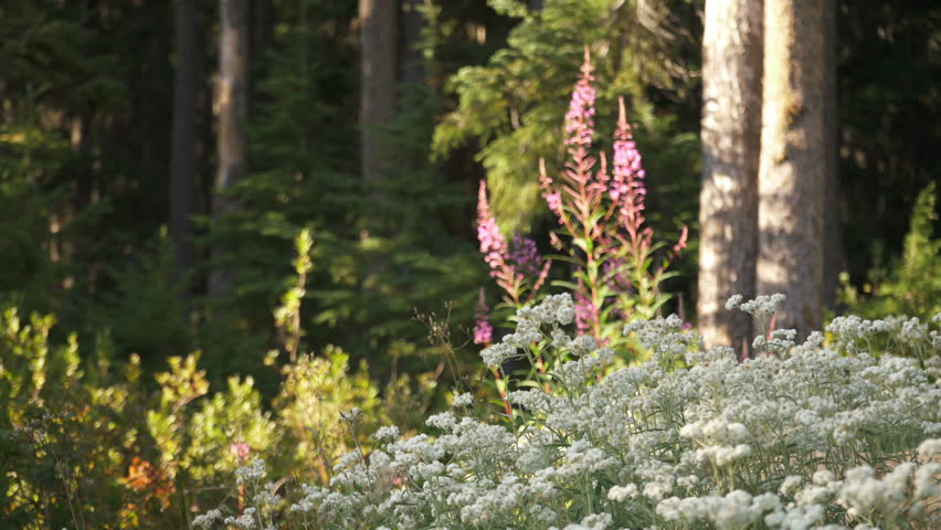 North Cascade National Park Flowers in Summer Alpine Forest in Washington State USA