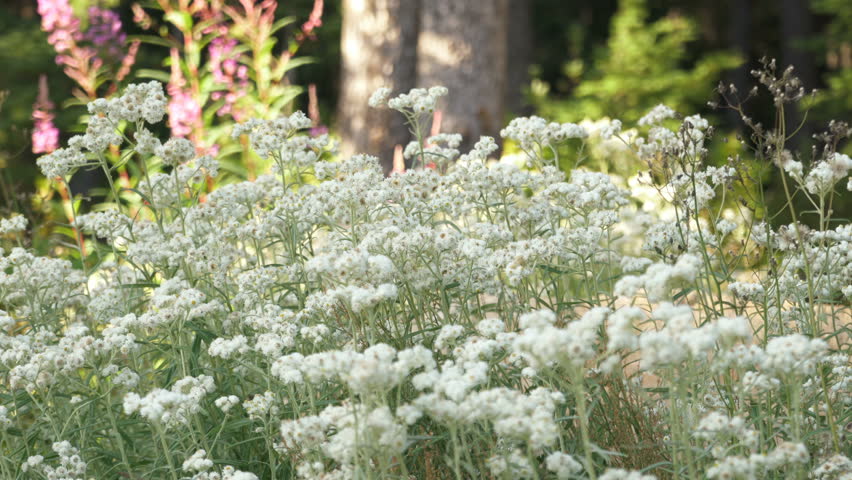 North Cascade National Park Flowers in Summer Alpine Forest in Washington State USA