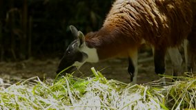 Video footage of a brown Llama eating grass at the zoo