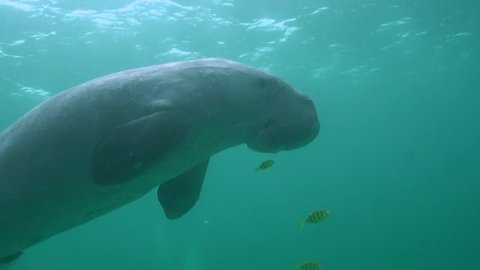 Rare and endangered Dugong feeding on Seagrass. Filmed in Coron Island - Philippines
