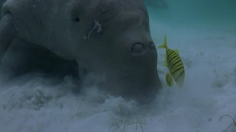Rare and endangered Dugong feeding on Seagrass. Filmed in Coron Island - Philippines