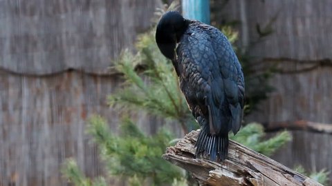 Cormorant bird in zoo