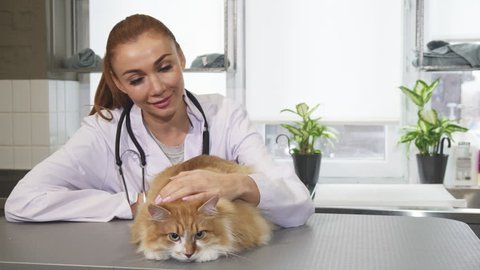 Beautiful young female professional vet petting a cat at work