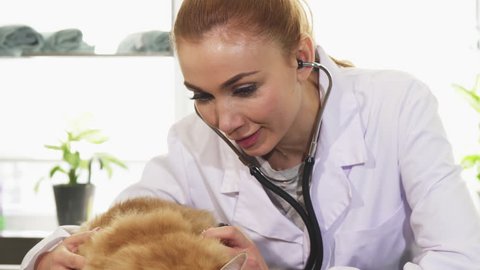 Professional female vet examining cute ginger cat with a stethoscope