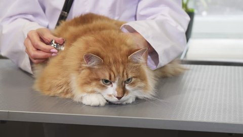 Close up of a fluffy ginger cat being examined by a professional vet