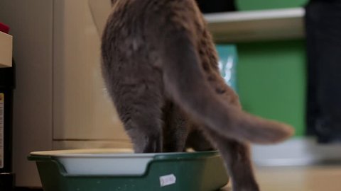 Long hair cat using the litter box at home, pet care and hygiene concept.