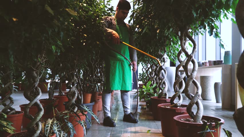 gardener in the flower shop - care of house plants in the store
