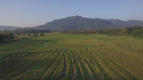 Paddy field aerial view video in Asia