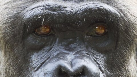 Portrait of an adult chimpanzee. Eyes close up