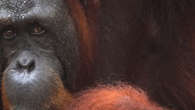 Adorable orangutan. in closeup. with its typical. red fur and back face. relaxing and enjoying a snack. FullHD 1080p video
