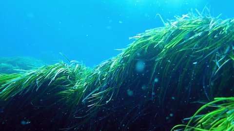 Neptune grass (Posidonia oceanica) swaying in the sea bottom with water currents.