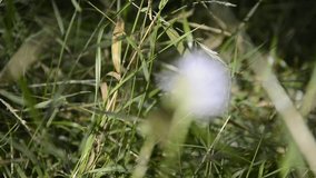 video of a purple-white flower, in a forest
