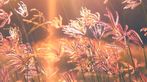 Slow motion wind blowing grass on grassland and beautiful sunset. It pasture landscape is beauty and refresh. It pink or purple floral flower in meadow field. Sunlight thought green leaf and flower.