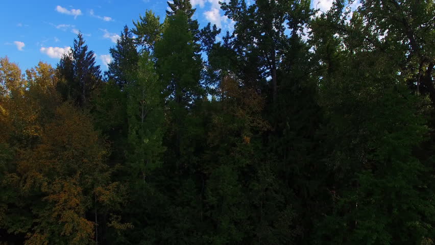 Flying above the trees to reveal the beautiful Lake Pend Oreille, Idaho.