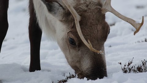 reindeer, Rangifer tarandus, grazing, foraging in the snow on a windy cold winters day on a hill in the cairngorms national park, scotland.