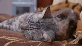 cat and a dog are sleeping friendship together indoors funny video. cat and dog