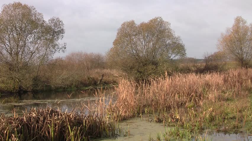 small river in central Russia. reeds grow on the banks.