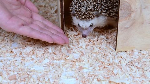 A hedgehog licking a person's hand.