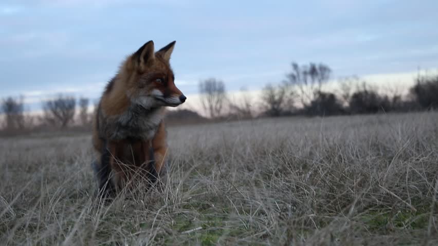 Red Fox Sitting on A Field of Grass in the Evening