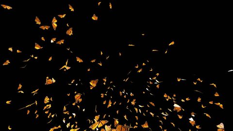 Butterfly Swarm, Slow motion flying of Monarch Butterfly , isolated on black background best for fashion sale or summer background with alpha matte mask loop. 