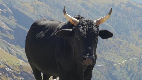 Bull on mountains background, Manali, India. Steadicam shot