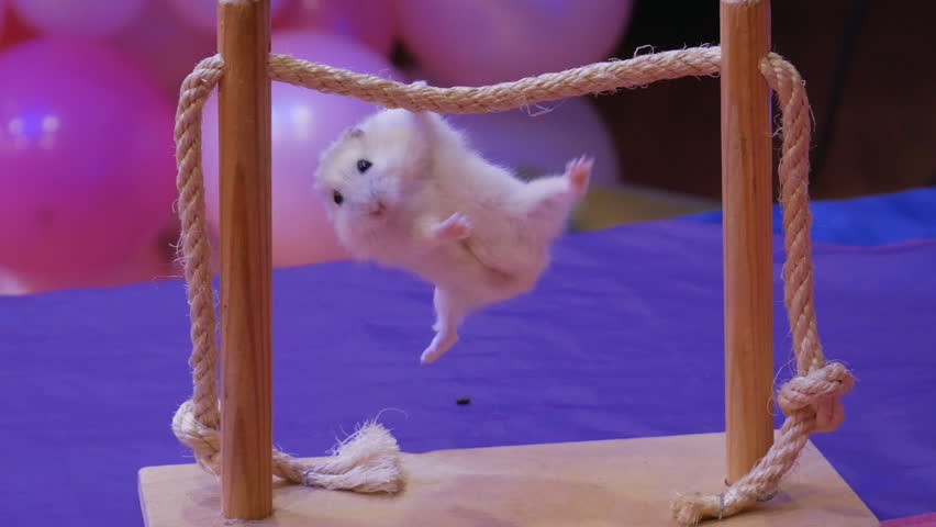 Circus hamster on the crossbeam | Shutterstock HD Video #1007374303