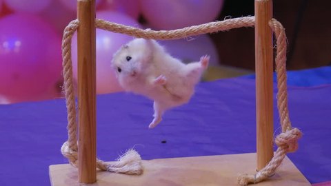 circus hamster on the crossbeam