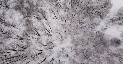 Aerial view of Winter forest