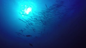 Barracuda fish. School of Chevron Barracuda underwater footage