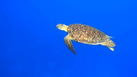 Green sea turtle smoothly swimming in the blue sea, 4K 2160p video footage
