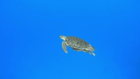 Green sea turtle swimming and breathing in the blue sea, 4K ultra hd video footage