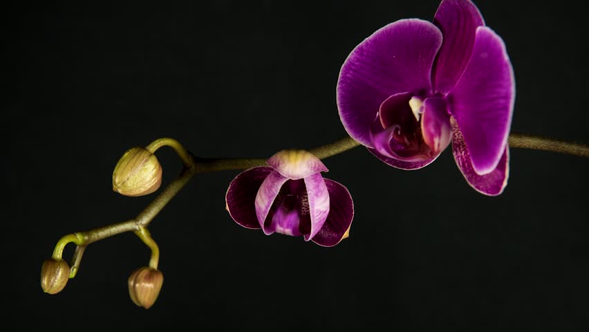 Blooming Orchid