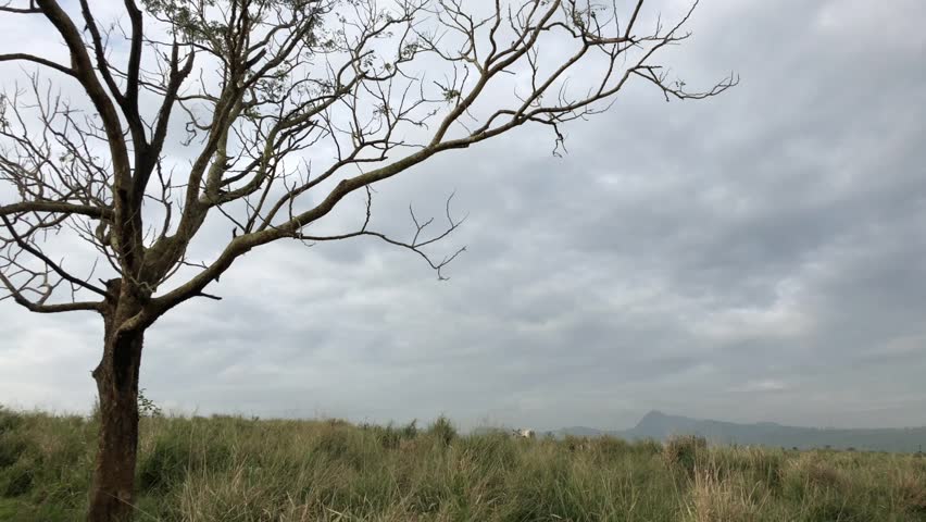 a withered tree on the field