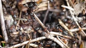 Wild ant hill in the forest closeup. Video with shallow depth of field