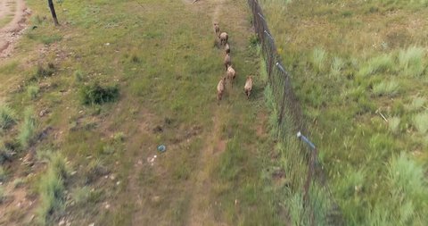 Herding a group of feral pigs with drone on the outskirts of rural village