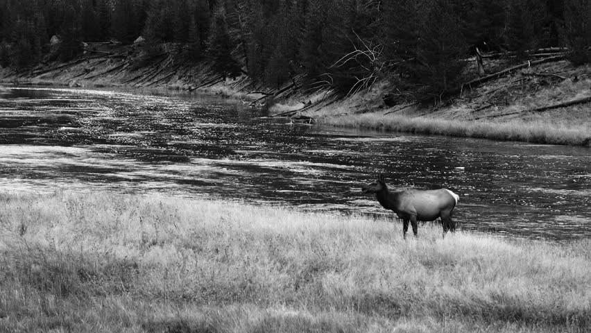 Elk, or Wapiti  (Cervus canadensis), Madison Canyon, Yellowstone National Park
