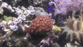 Soft corals on sea bottom. Underwater fullHD 50 fps video clip